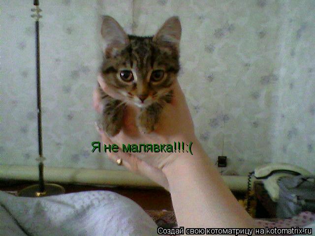 Я не малявка!!!:(... Котоматрица: Я не малявка!!!:(