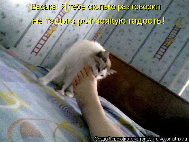 Васька! Я тебе сколько раз говорил не тащи в рот всякую гадость!... Котоматрица: Васька! Я тебе сколько раз говорил не тащи в рот всякую гадость!
