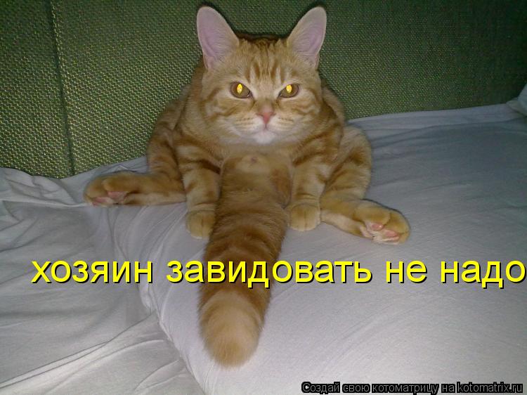 хозяин завидовать не надо... Котоматрица: хозяин завидовать не надо