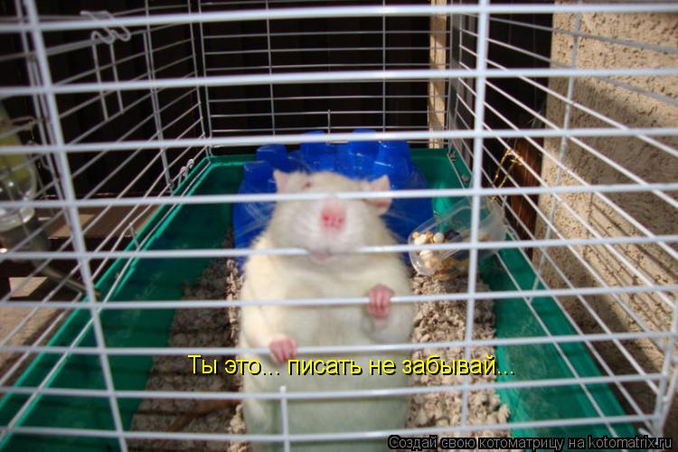 Ты это... писать не забывай...... Котоматрица: Ты это... писать не забывай...