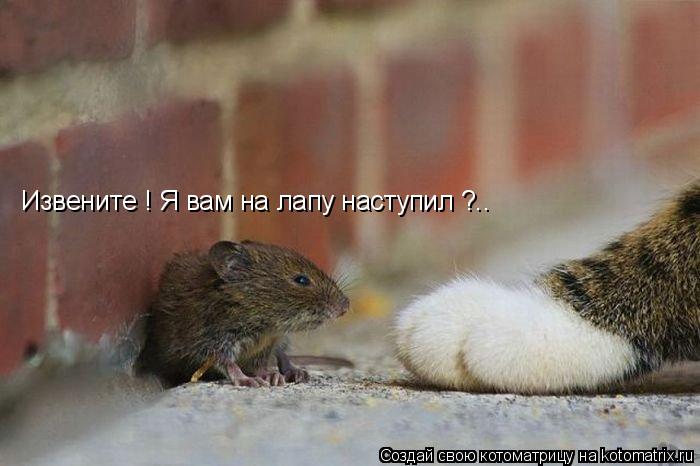 Извените ! Я вам на лапу наступил ?..... Котоматрица: Извените ! Я вам на лапу наступил ?..