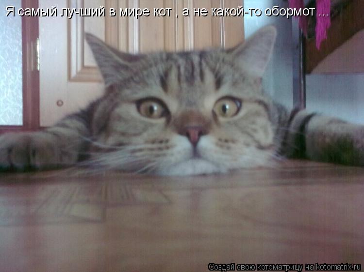 Я самый лучший в мире кот , а не какой-то обормот ...... Котоматрица: Я самый лучший в мире кот , а не какой-то обормот ...