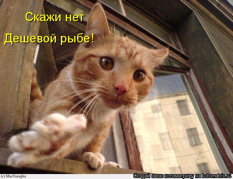 Скажи нет Дешевой рыбе!... Котоматрица: Скажи нет Дешевой рыбе!