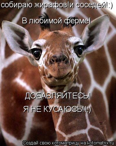 В любимой ферме! ДОБАВЛЯЙТЕСЬ! собираю жирафов!и соседей!:) Я НЕ КУСАЮСЬ!!:)... Котоматрица: В любимой ферме! ДОБАВЛЯЙТЕСЬ! собираю жирафов!и соседей!:) Я НЕ КУСАЮСЬ!!:)