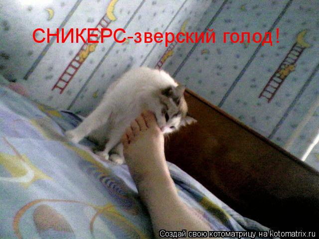СНИКЕРС-зверский голод!... Котоматрица: СНИКЕРС-зверский голод!