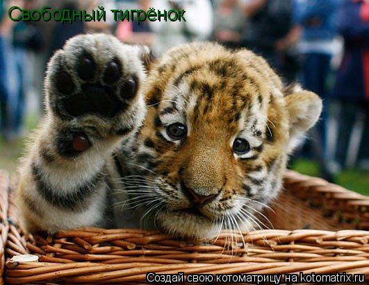 Свободный тигрёнок... Котоматрица: Свободный тигрёнок