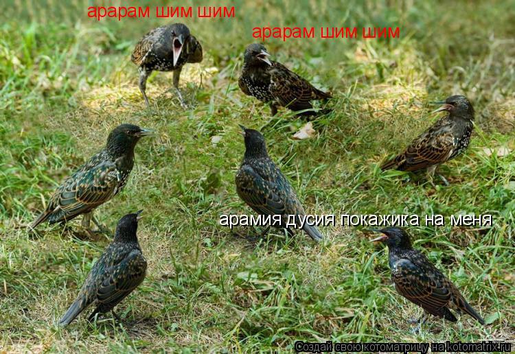 арарам шим шим арарам шим шим арамия дусия покажика на меня... Котоматрица: арарам шим шим арарам шим шим арамия дусия покажика на меня