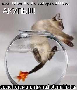 вася понел что это вымераюший вид АКУЛЫ!!!... Котоматрица: вася понел что это вымераюший вид АКУЛЫ!!!