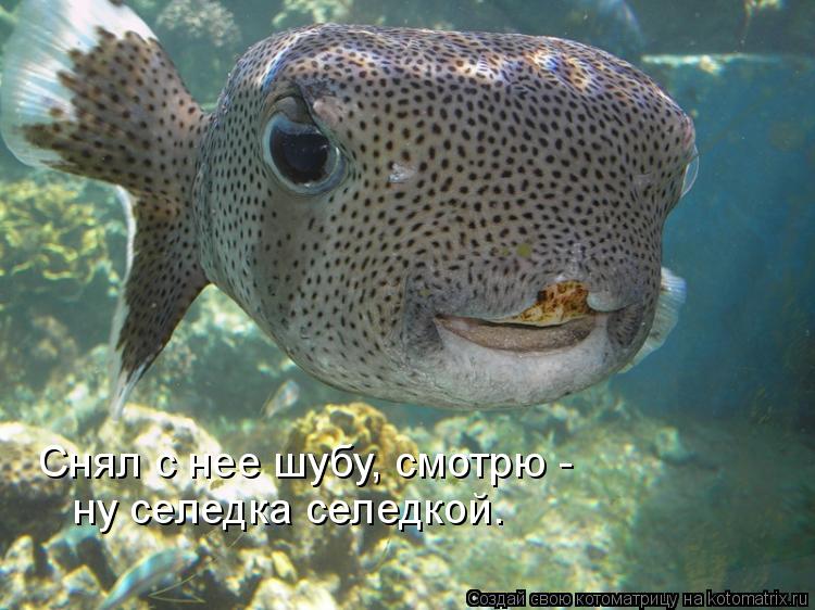 Снял с нее шубу, смотрю - ну селедка селедкой.... Котоматрица: Снял с нее шубу, смотрю - ну селедка селедкой.