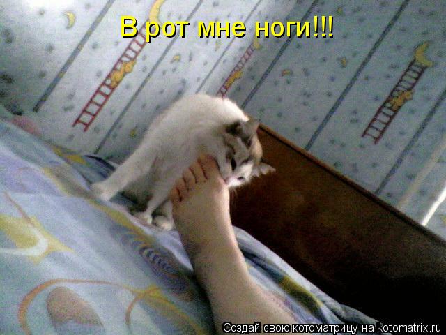В рот мне ноги!!!... Котоматрица: В рот мне ноги!!!