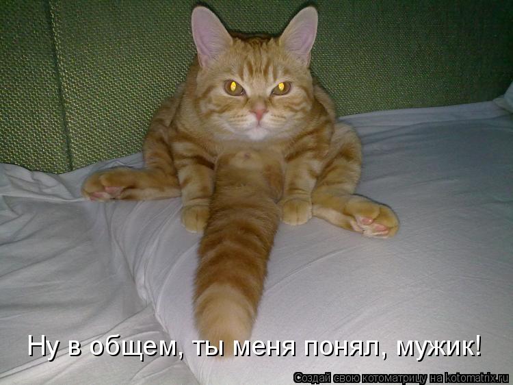Ну в общем, ты меня понял, мужик!... Котоматрица: Ну в общем, ты меня понял, мужик!