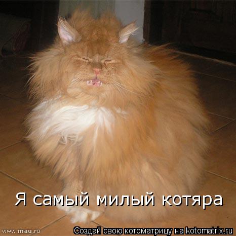 Я самый милый котяра... Котоматрица: Я самый милый котяра