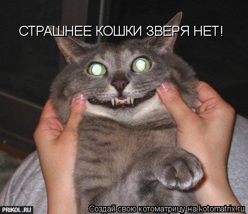 СТРАШНЕЕ КОШКИ ЗВЕРЯ НЕТ!... Котоматрица: СТРАШНЕЕ КОШКИ ЗВЕРЯ НЕТ!