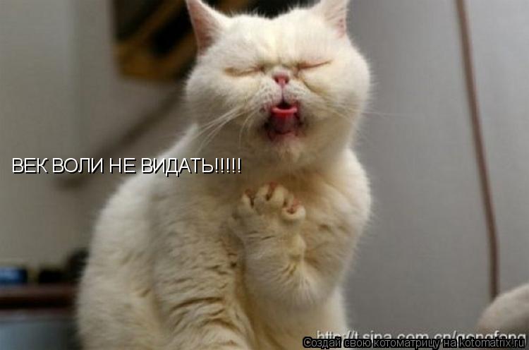 ВЕК ВОЛИ НЕ ВИДАТЬ!!!!!... Котоматрица: ВЕК ВОЛИ НЕ ВИДАТЬ!!!!!