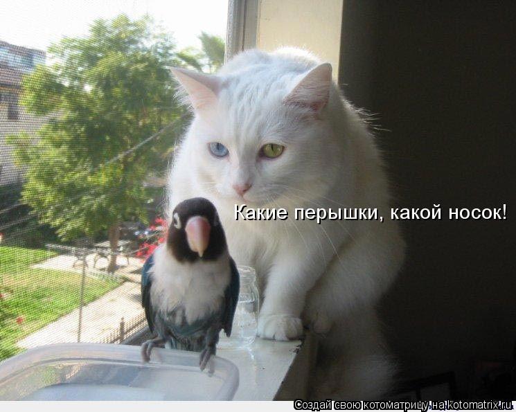 Какие перышки, какой носок!... Котоматрица: Какие перышки, какой носок!