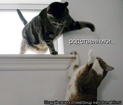 родственники...... Котоматрица: родственники...