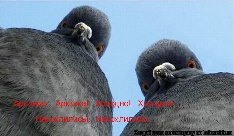 Арктика!... Арктика!...Холодно!...Холодно!... Нахохлились!...Нахохлились!...... Котоматрица: Арктика!... Арктика!...Холодно!...Холодно!... Нахохлились!...Нахохлились!...