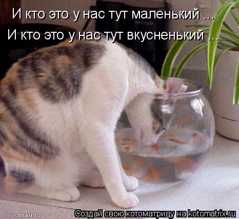 И кто это у нас тут маленький ... И кто это у нас тут вкусненький ...... Котоматрица: И кто это у нас тут маленький ... И кто это у нас тут вкусненький ...