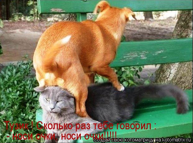 Тузик ! Сколько раз тебе говорил : Тузик ! Сколько раз тебе говорил : - носи очки, носи очки!!!!!... Котоматрица: Тузик ! Сколько раз тебе говорил : Тузик ! Сколько раз тебе говорил : - носи очки, носи очки!!!!!