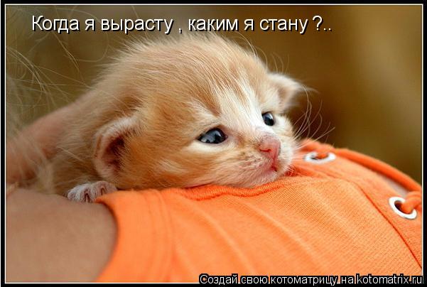 Когда я вырасту , каким я стану ?..... Котоматрица: Когда я вырасту , каким я стану ?..