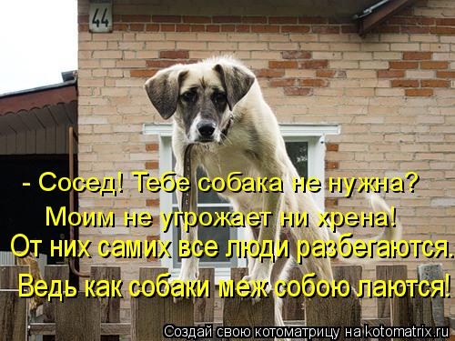- Сосед! Тебе собака не нужна? Моим не угрожает ни хрена! От них самих все люди разбегаются... Ведь к... Котоматрица: - Сосед! Тебе собака не нужна? Моим не угрожает ни хрена! От них самих все люди разбегаются... Ведь как собаки меж собою лаются!
