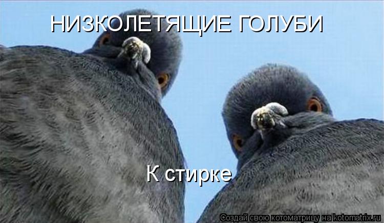 Котоматрица: НИЗКОЛЕТЯЩИЕ ГОЛУБИ К стирке