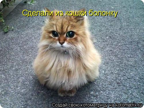 Сделали из кошки болонку... Котоматрица: Сделали из кошки болонку
