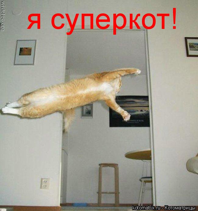 я суперкот!... Котоматрица: я суперкот!
