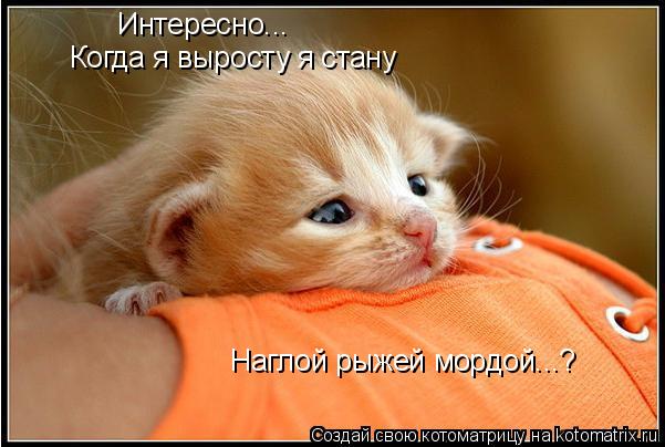 Когда я выросту я стану Наглой рыжей мордой...? Интересно...... Котоматрица: Когда я выросту я стану Наглой рыжей мордой...? Интересно...