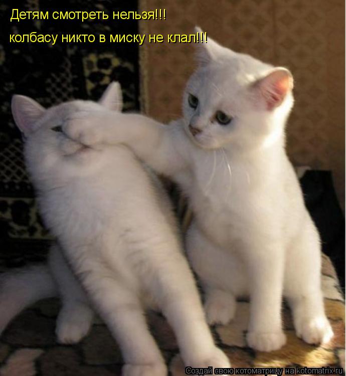 Детям смотреть нельзя!!! колбасу никто в миску не клал!!!... Котоматрица: Детям смотреть нельзя!!! колбасу никто в миску не клал!!!