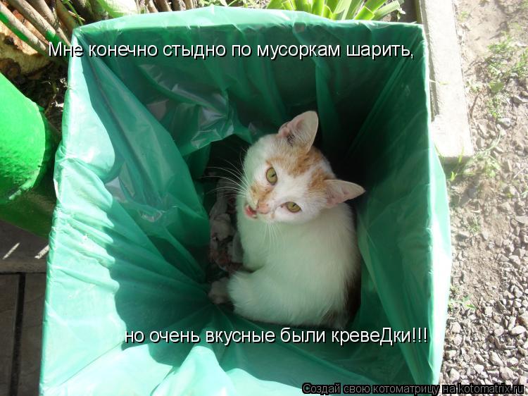 Мне конечно стыдно по мусоркам шарить, но очень вкусные были кревеДки!!!... Котоматрица: Мне конечно стыдно по мусоркам шарить, но очень вкусные были кревеДки!!!