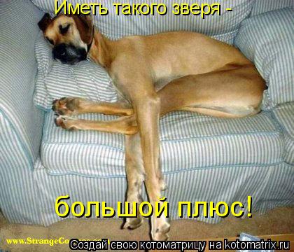 Иметь такого зверя - большой плюс!... Котоматрица: Иметь такого зверя - большой плюс!