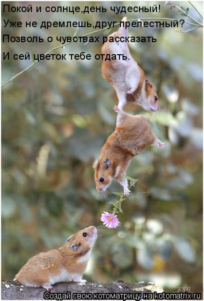 Покой и солнце,день чудесный! Уже не дремлешь,друг прелестный? Позволь о чувствах рассказать И сей цв... Котоматрица: Покой и солнце,день чудесный! Уже не дремлешь,друг прелестный? Позволь о чувствах рассказать И сей цветок тебе отдать.