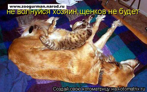 не волнуйся хозяин,щенков не будет... Котоматрица: не волнуйся хозяин,щенков не будет