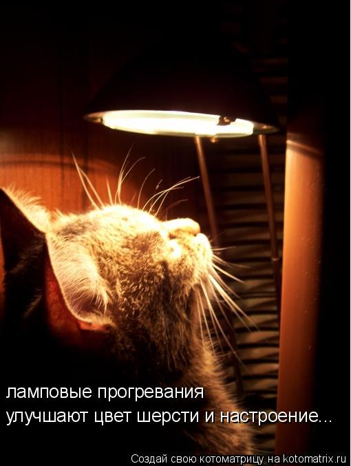 ламповые прогревания улучшают цвет шерсти и настроение...... Котоматрица: ламповые прогревания улучшают цвет шерсти и настроение...