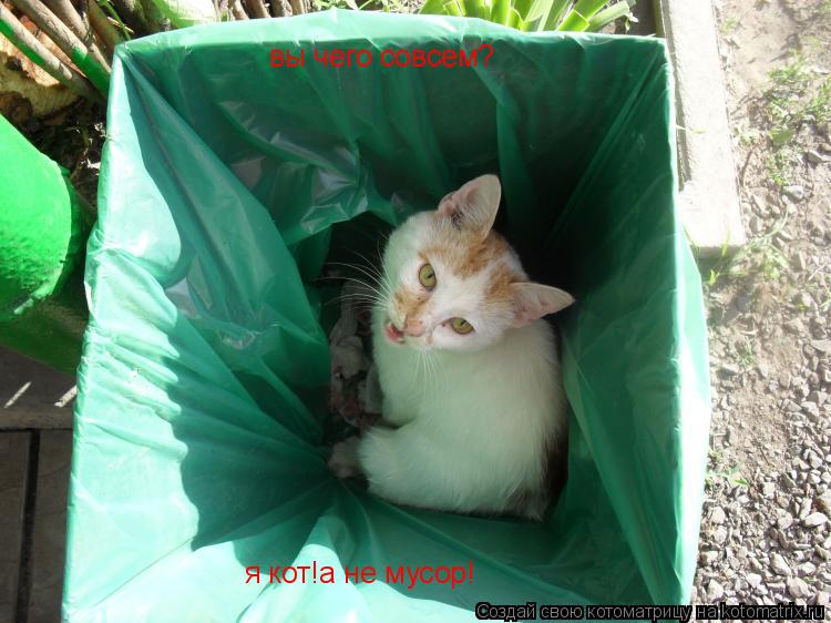 вы чего совсем? я кот!а не мусор!... Котоматрица: вы чего совсем? я кот!а не мусор!