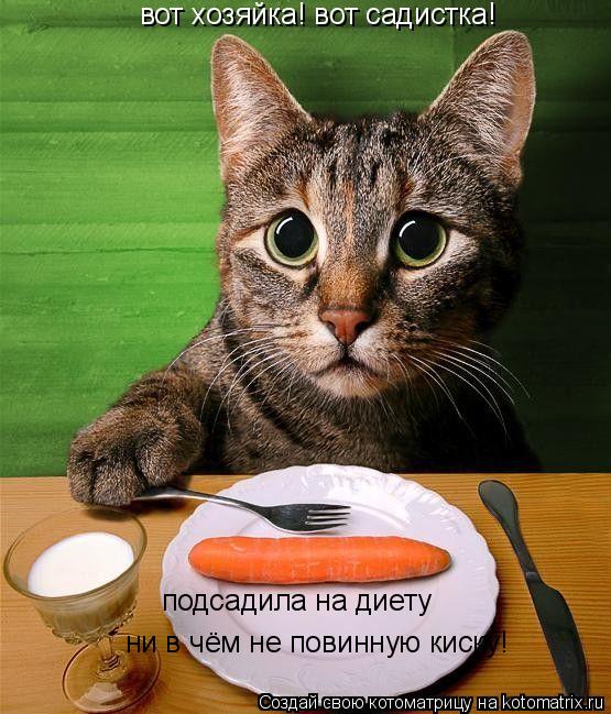 вот хозяйка! вот садистка! подсадила на диету ни в чём не повинную киску!... Котоматрица: вот хозяйка! вот садистка! подсадила на диету ни в чём не повинную киску!
