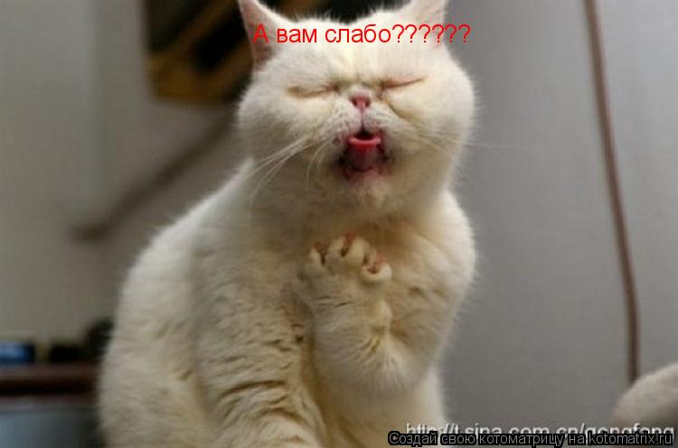 А вам слабо??????... Котоматрица: А вам слабо??????