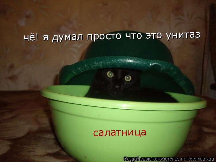 чё! я думал просто что это унитаз салатница... Котоматрица: чё! я думал просто что это унитаз салатница