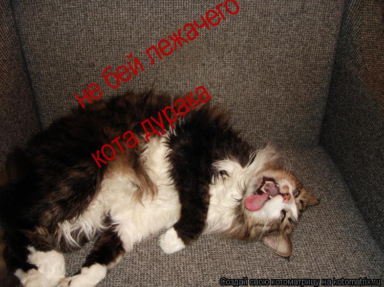 не бей лежачего кота дурака... Котоматрица: не бей лежачего кота дурака
