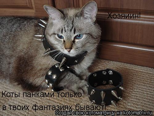 Хозяиин! Коты панками только в твоих фантазиях бывают!... Котоматрица: Хозяиин! Коты панками только в твоих фантазиях бывают!