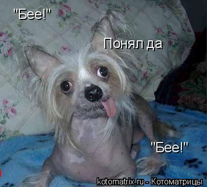"Бее!" "Бее!" Понял да Понял да... Котоматрица: "Бее!" "Бее!" Понял да Понял да