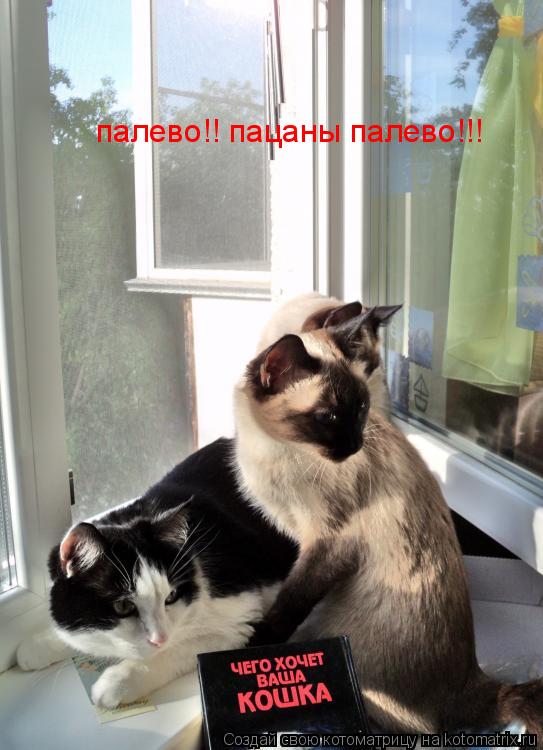 палево!! пацаны палево!!!... Котоматрица: палево!! пацаны палево!!!