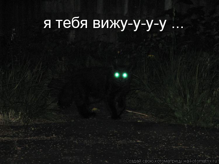я тебя вижу-у-у-у ...... Котоматрица: я тебя вижу-у-у-у ...