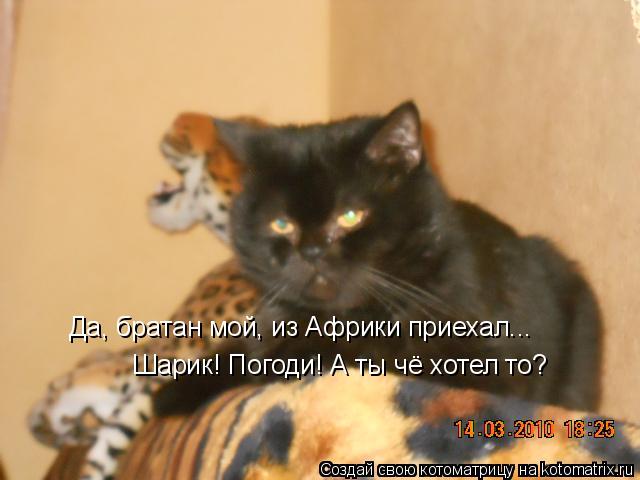 Да, братан мой, из Африки приехал... Шарик! Погоди! А ты чё хотел то?... Котоматрица: Да, братан мой, из Африки приехал... Шарик! Погоди! А ты чё хотел то?
