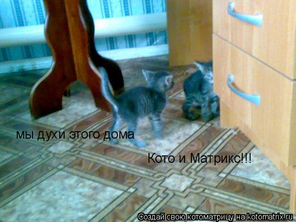 мы духи этого дома Кото и Матрикс!!!... Котоматрица: мы духи этого дома Кото и Матрикс!!!