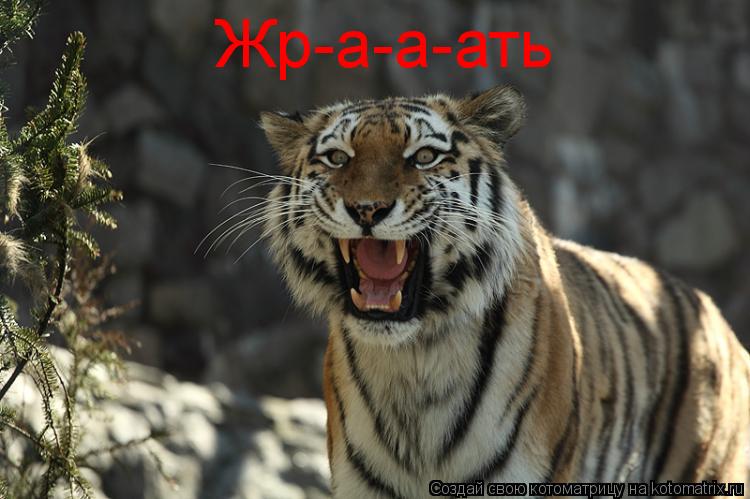 Жр-а-а-ать... Котоматрица: Жр-а-а-ать