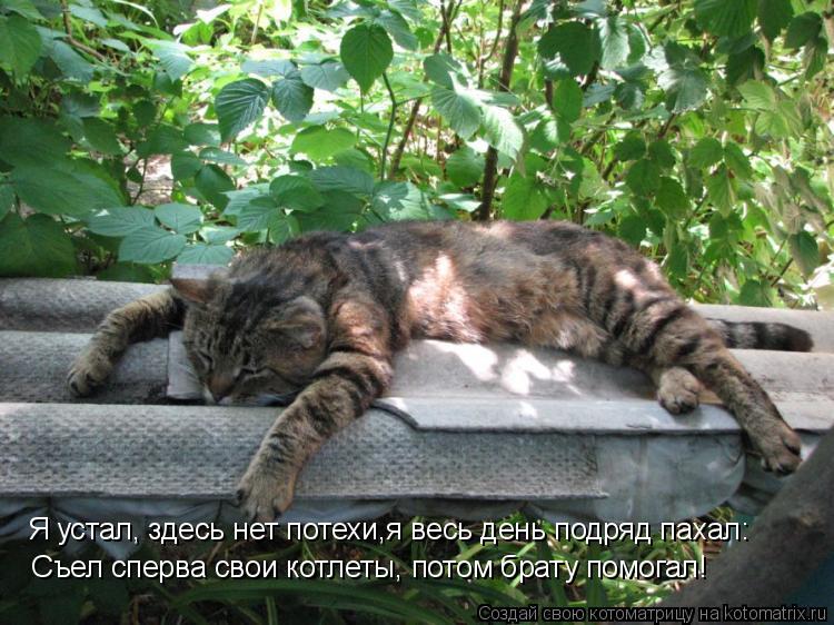 Я устал, здесь нет потехи,я весь день подряд пахал: Съел сперва свои котлеты, потом брату помогал!... Котоматрица: Я устал, здесь нет потехи,я весь день подряд пахал: Съел сперва свои котлеты, потом брату помогал!