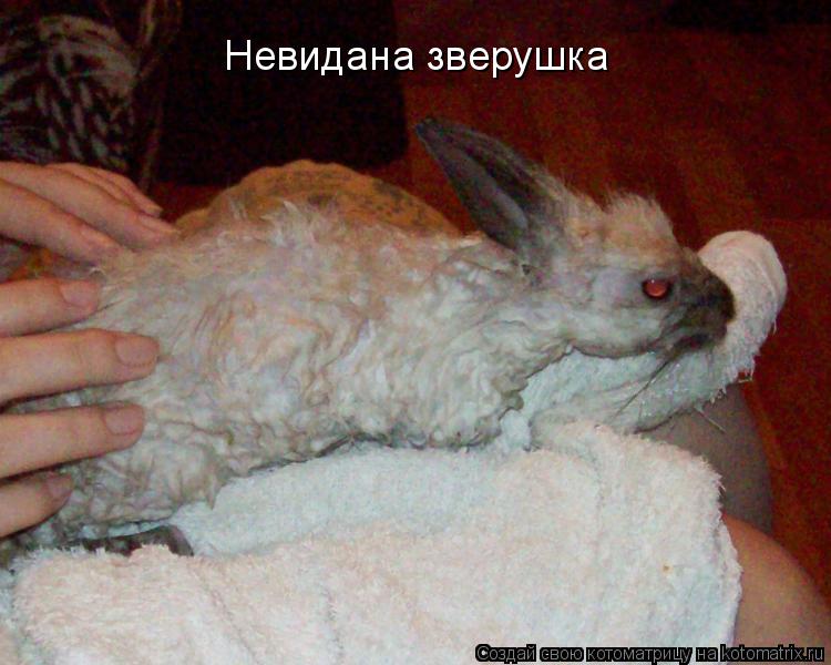 Невидана зверушка... Котоматрица: Невидана зверушка