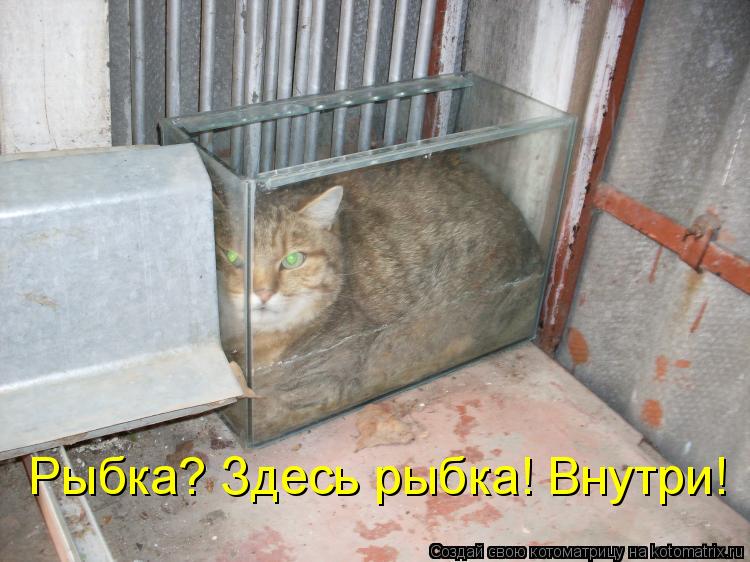 Рыбка? Здесь рыбка! Внутри!... Котоматрица: Рыбка? Здесь рыбка! Внутри!